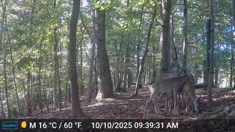 The Woods – 10/11/2025