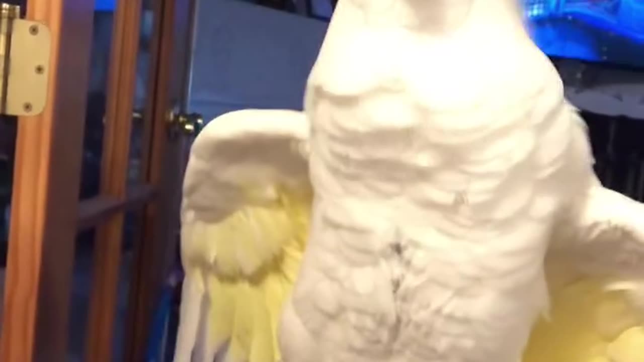 Parrot playing, parrot dancing, parrot talking,cat and Parrot playing