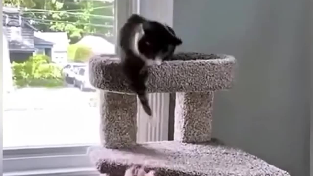 ну как их не любить