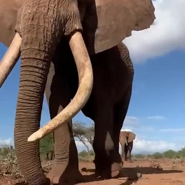 Majestic Growth of Wild Animals #funny #cute #animals