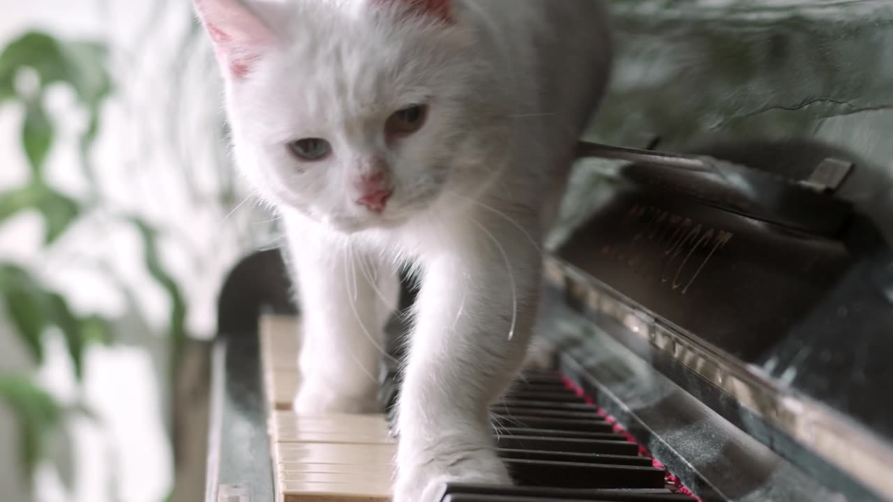 Again 🤯 cats playing with a piano 🎹