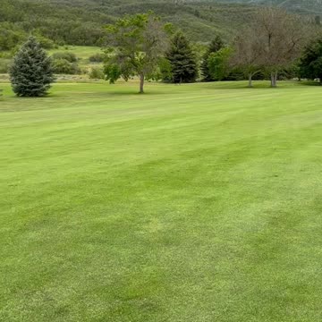 Moose while golfing!