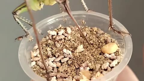 🤯📦 Organize Your Closet Like a Pro With This Genius Method! | LifeHacksDaily