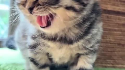 Animal Sound Tiger Cub, Small Elephant, Cat, And Goat #cat #shorts #shortsfeed #ytshorts