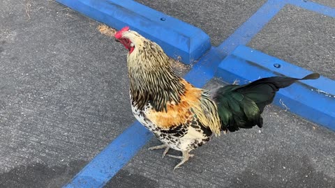 Strutting Rooster