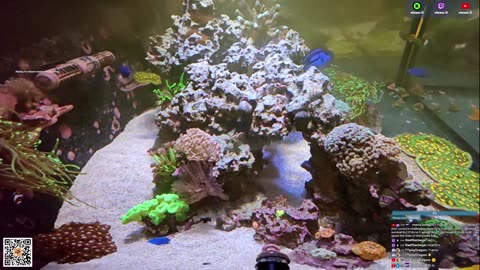 24/7 Real Live Reef Stream