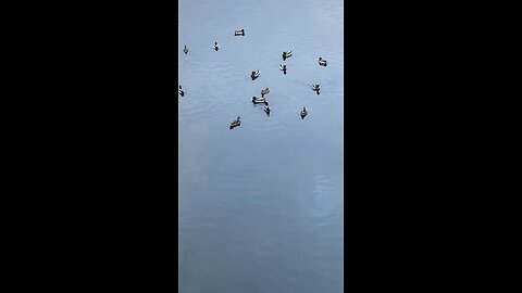 Mallard Ducks 🦆 #mallardducks #ducks #shorts #followme #viral #trending #duck #swimming