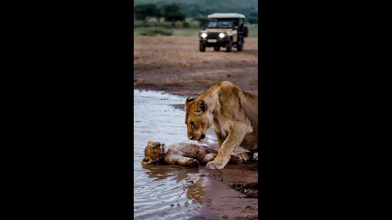 The Lion Cub Who Faced Drowning Reunites With its Mother.