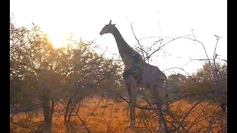 Majestic Giants: A Journey Into The World Of Giraffes