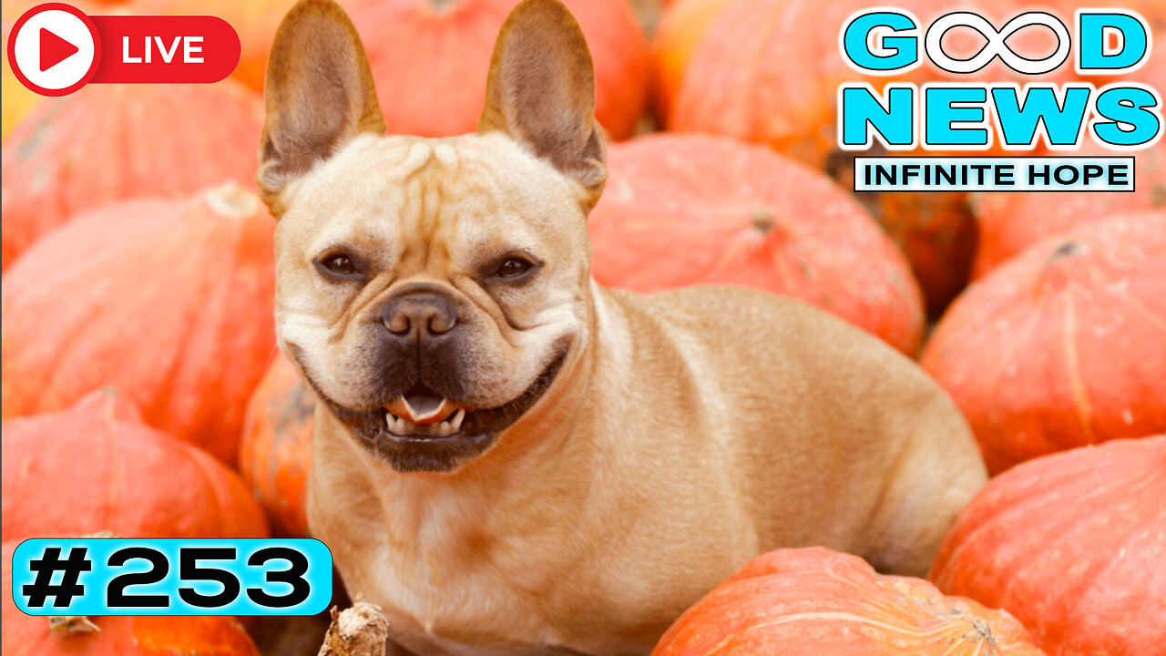 Acts of Kindness, Hero Dogs, Baby Elephants & MORE 🐕🐘✨ | GOOD NEWS - Infinite Hope