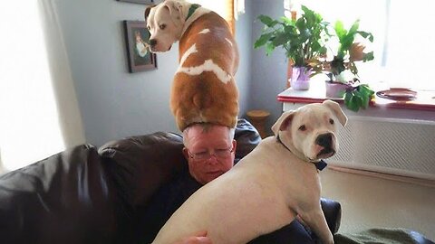 FUNNIEST Animal Videos That Make Us Laugh Uncontrollably in 2025 🤣