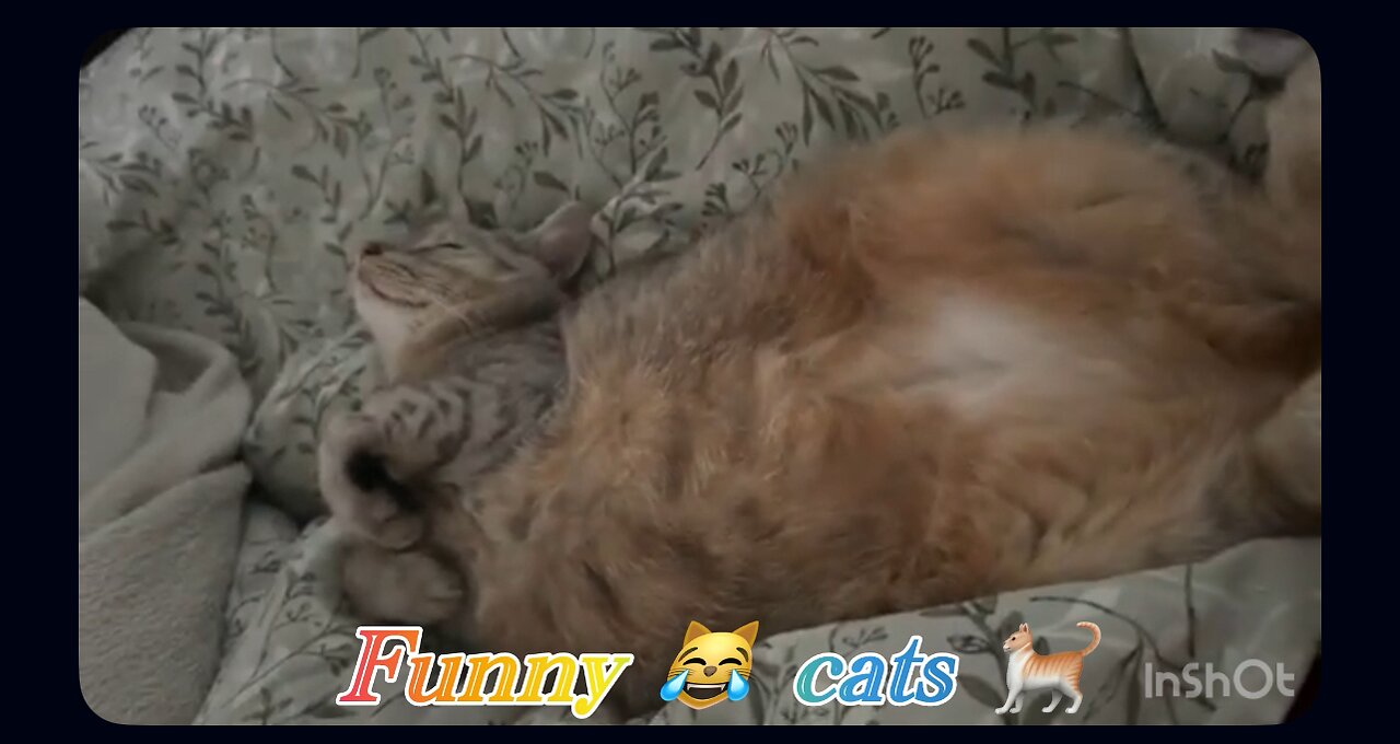 The Cutest Cat Ever! Owner’s Gentle Touch Melts Hearts 💖🐾
