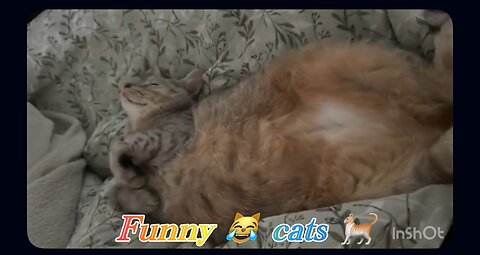 The Cutest Cat Ever! Owner’s Gentle Touch Melts Hearts 💖🐾