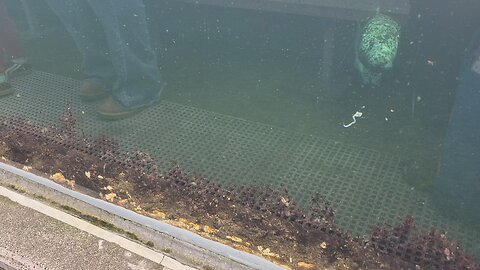 Seals Swimming in Seattle Aquarium Pier 59 tour Jan 19 2026