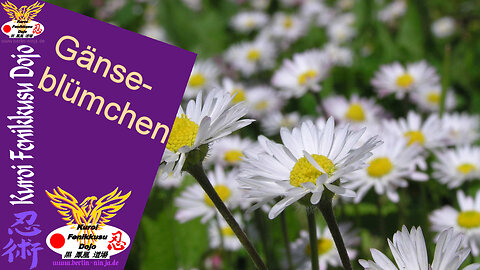 106 - Gänseblümchen