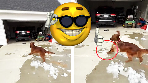 This Dog Decide To Break Ice!