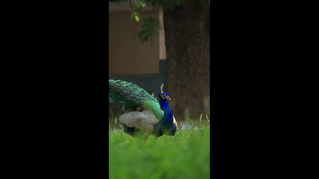 beautiful 😍❤️ Nature videos