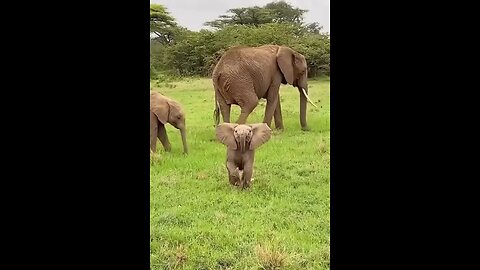 Elephants|Majestic, intelligent,Gentlegiants