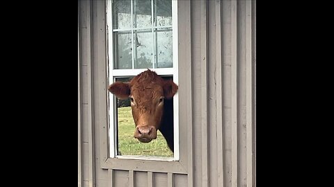 Cows Come Home Farm Sanctuary