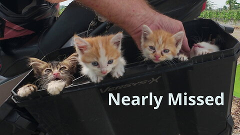 Nearly Missed — Then Three More Appeared