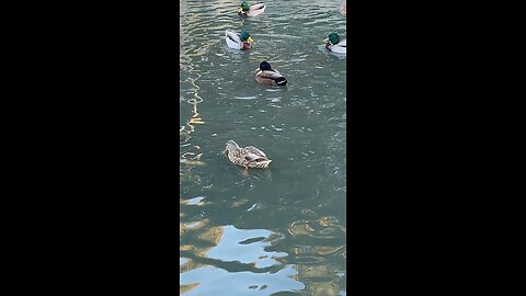 Mallard Ducks 🦆 #mallardducks #swimming #followme #shorts #viral #trending #ducks #duck