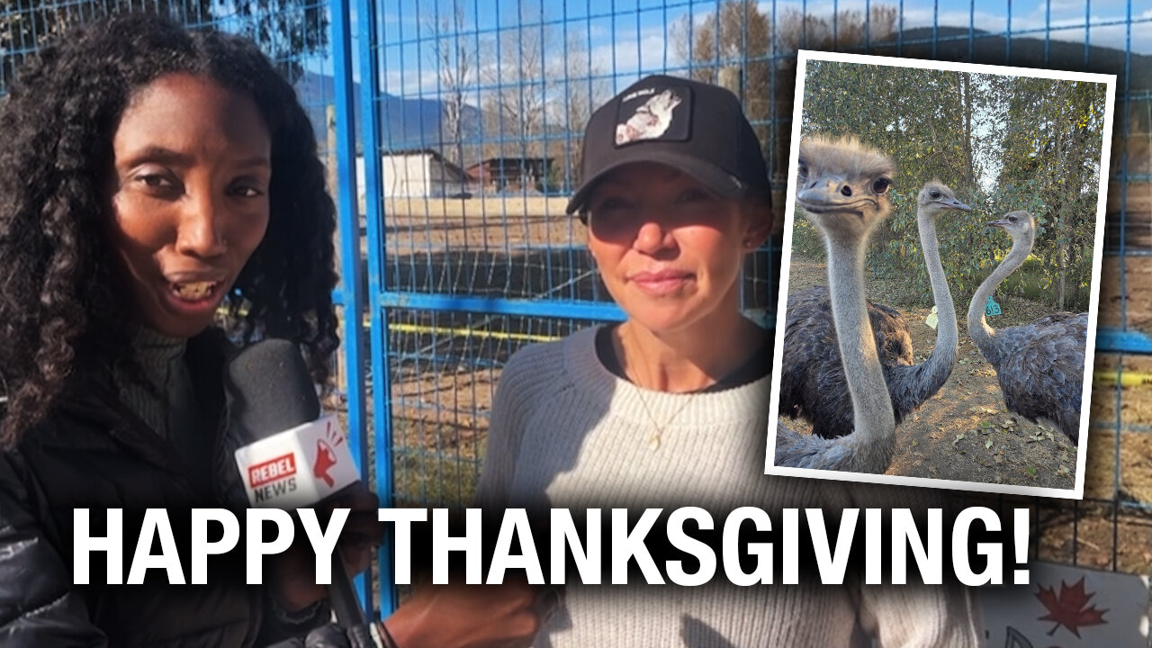 Supreme Court holiday closure gives B.C. ostrich farm a Thanksgiving reprieve