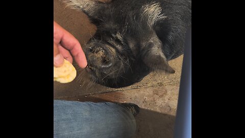 lucy.. finally restrained not to eat my hand
