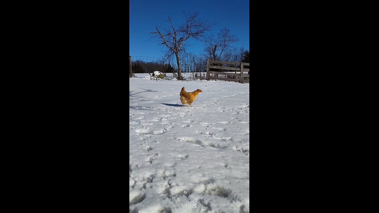 King Bob walking around.