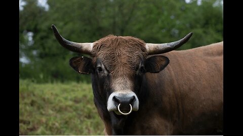 The real children of Israel 5 COW PEOPLE