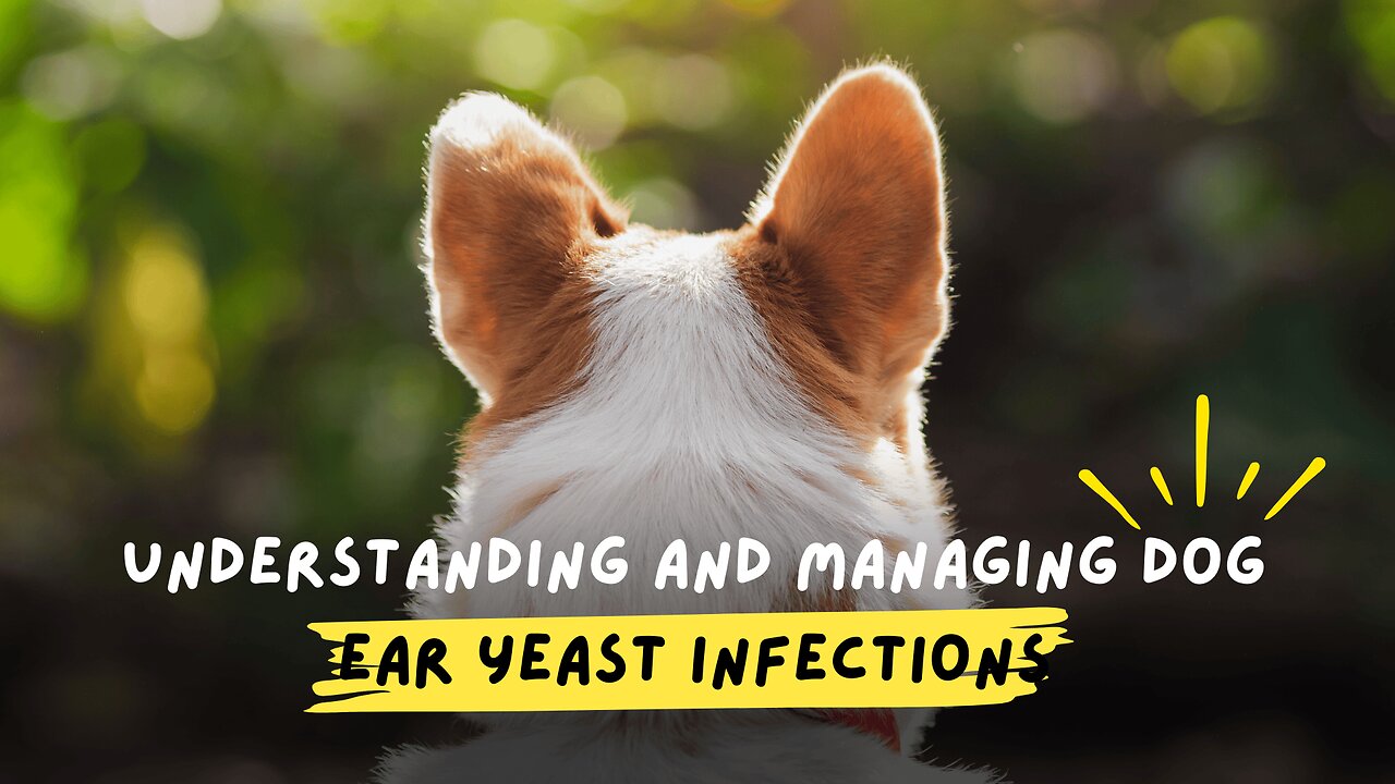 What's REALLY Causing Your Dog's Ear Yeast Infections?