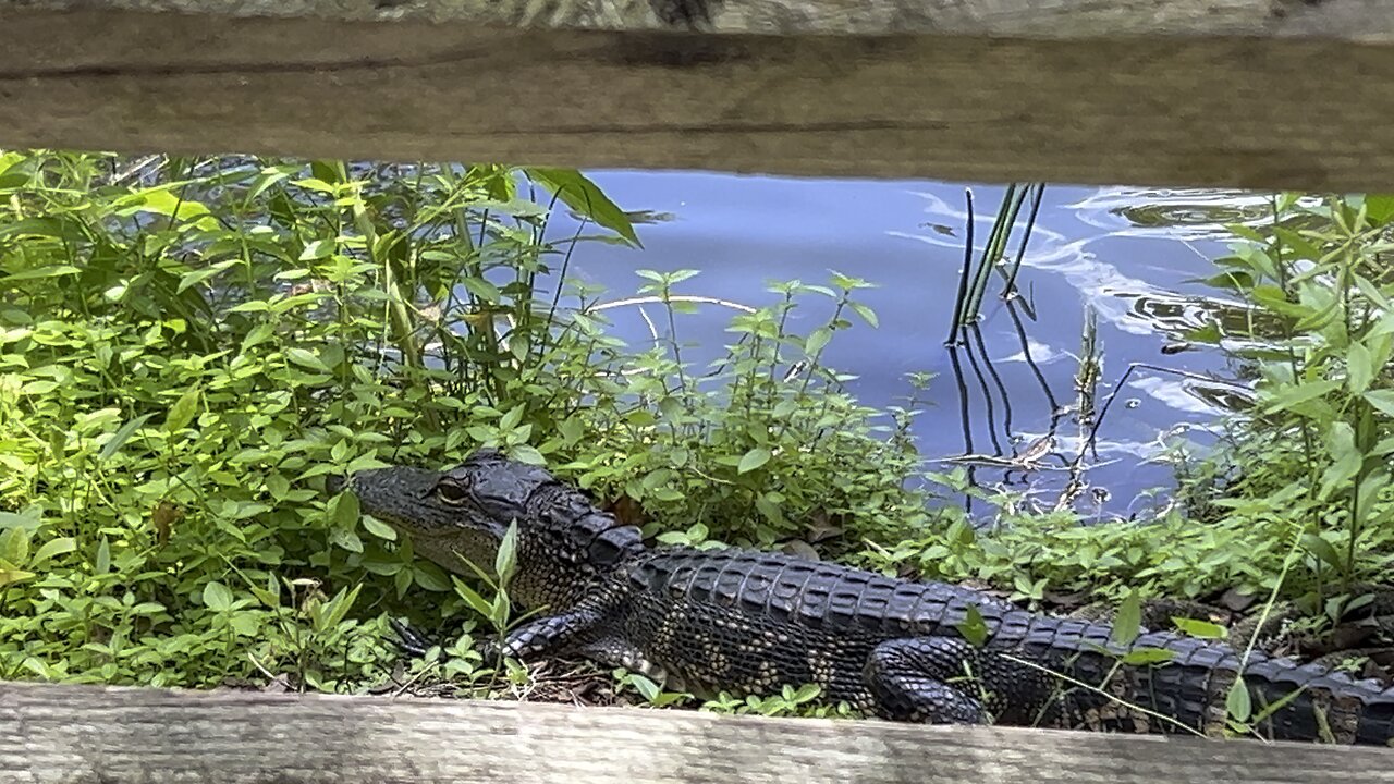 Baby alligator 🐊 October 4 2025