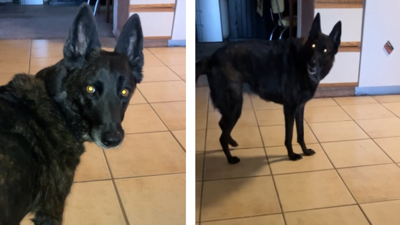 MY CUTE DOG ALWAYS WANTS ATTENTION