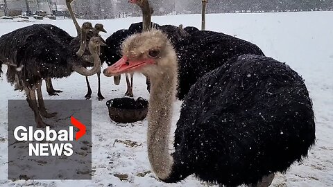 Ostrich farm fights mandatory cull of entire herd after several birds test positive for avian flu