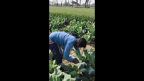 Cauliflower 🥦 cutting ✂️