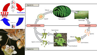 Plant Reproduction: Angiosperms (Flowering Plants) and Pollination