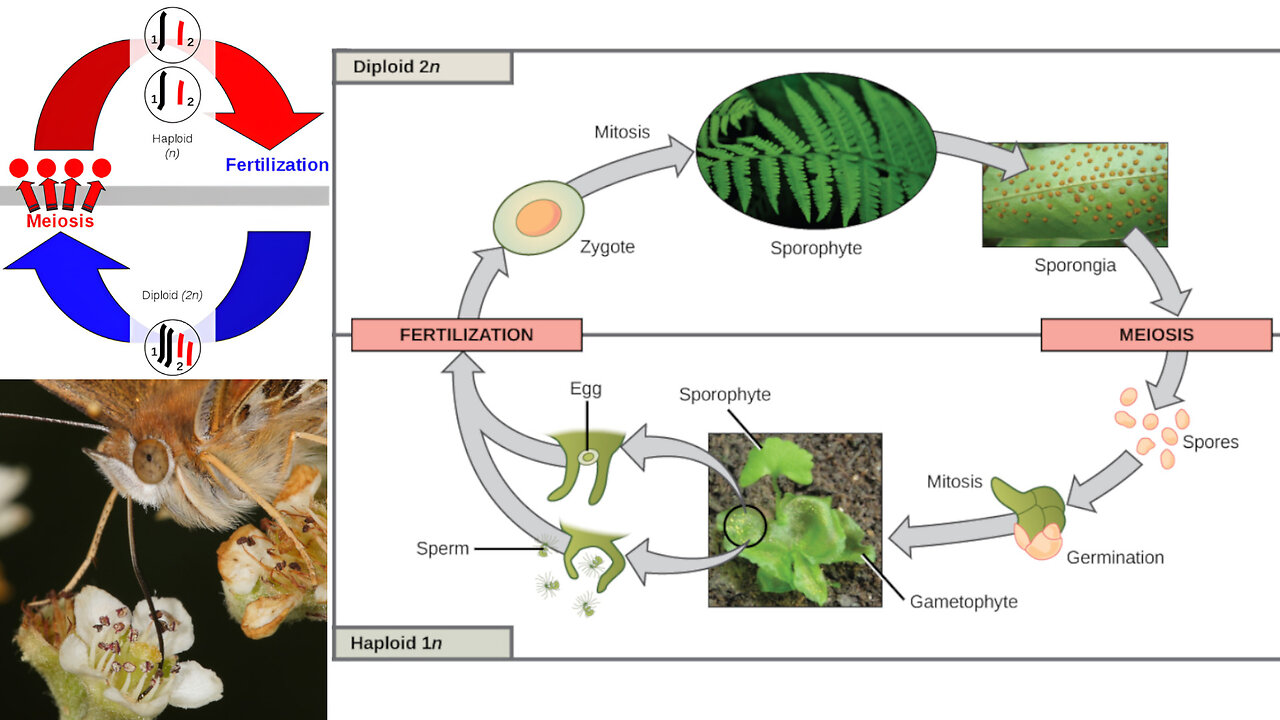 Plant Reproduction: Angiosperms (Flowering Plants) and Pollination