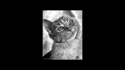 Realistic drawing of a cat