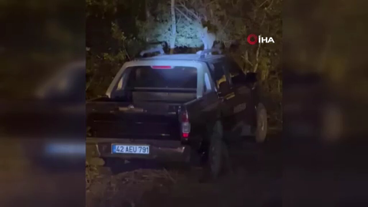 Dost canlısı tilki önce arabanın üzerine çıkıyor, sonra elle besleniyor