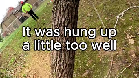 Dropping a Hollow Tree… INTO Another Tree?! (On Purpose!)