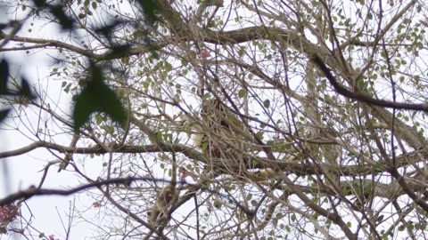 Brazil Untamed: Series 1_Cat Country