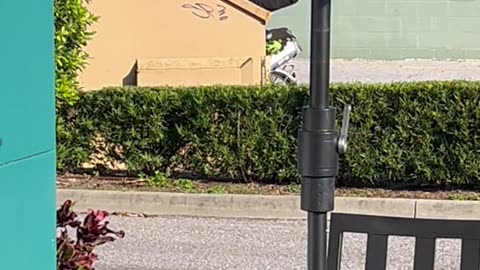 Dumpster Diver Spotted in Saint Petersburg, Florida
