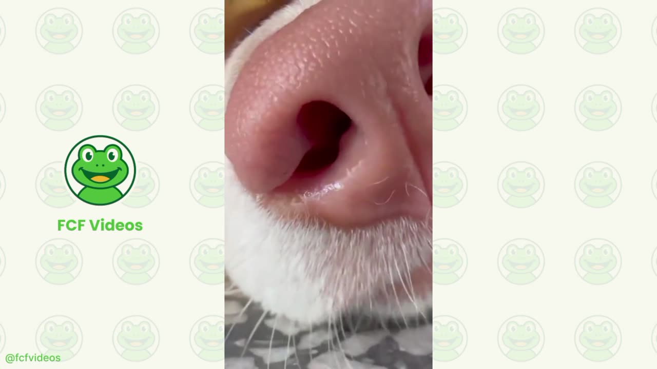 🎥😂 Funny Moments Compilation – Part 5 | by fcfvideos