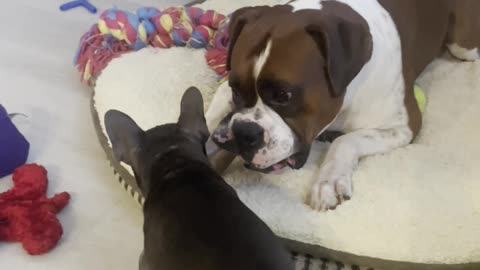 🤣 Frenchie Puppy Wants Big Bro’s Bone So Bad! 🦴🐶 | What Happens Next?! 👀 #FrenchieDrama