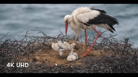 Beautiful Birds Sounds Natural Relaxation