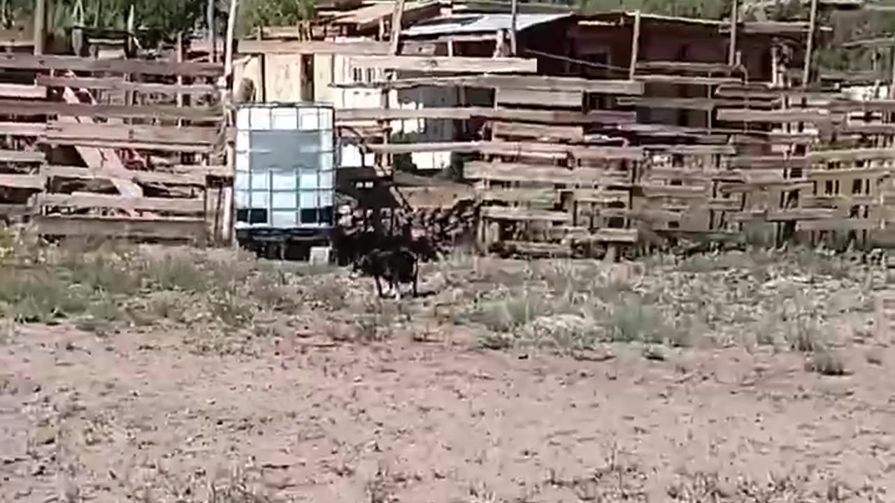 In The Desert