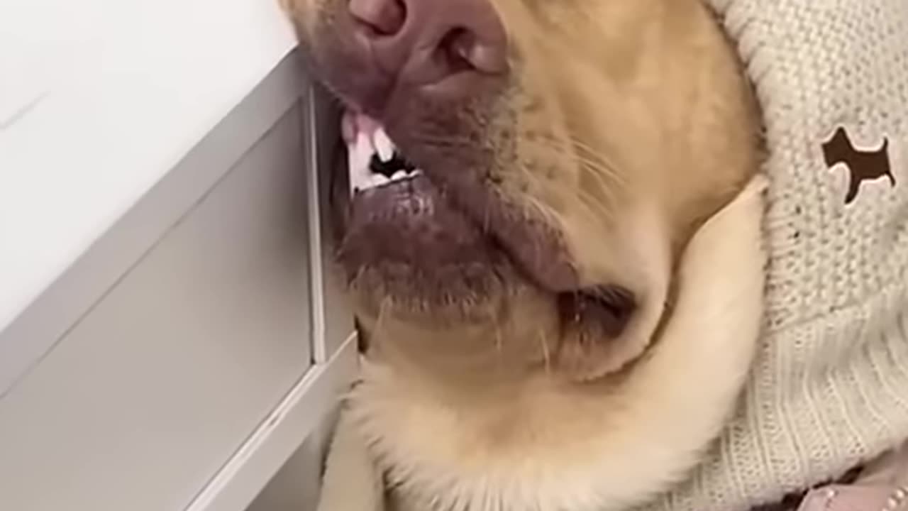@cutepet915: #dog #pets #dogs #puppy #doglover Like Dislike 42 Share