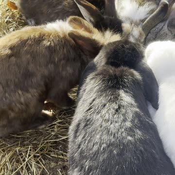 Bunny Flops and Cuddles – Too Adorable