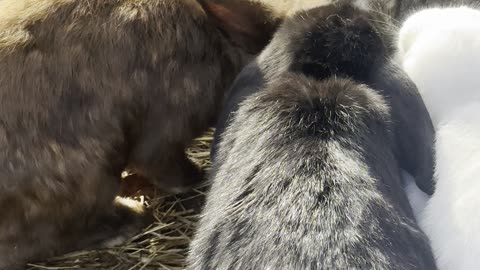Bunny Flops and Cuddles – Too Adorable