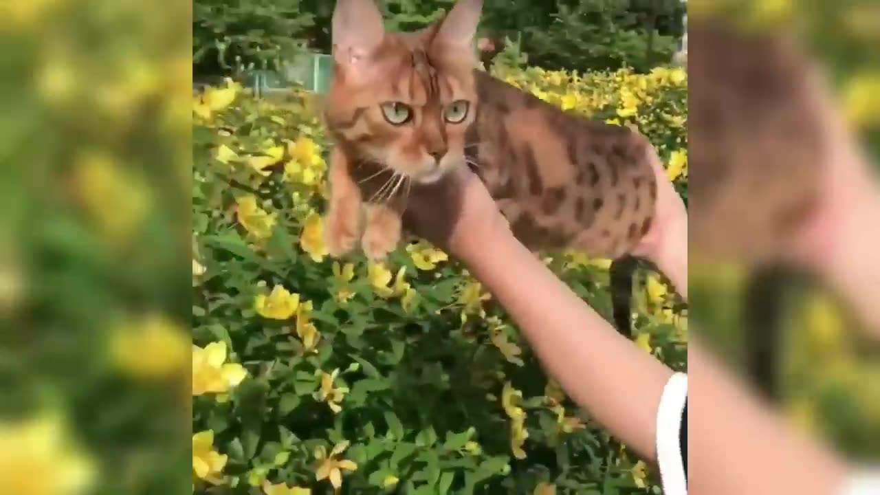 This Cat Just Became a Whole Mood 😂🔥 (Must Watch!)