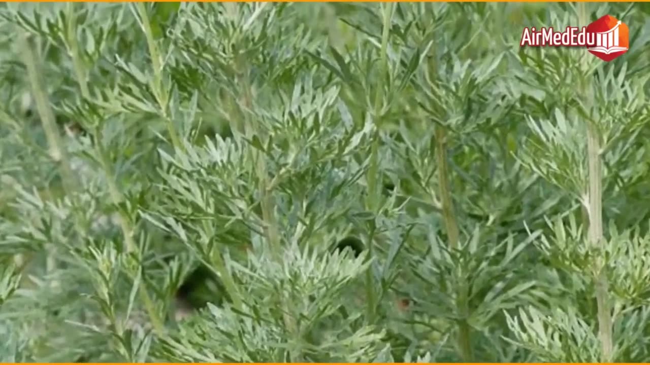 45 Benefits of Mugwort Root